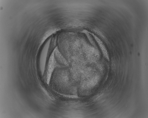 X0000087380626200705181243