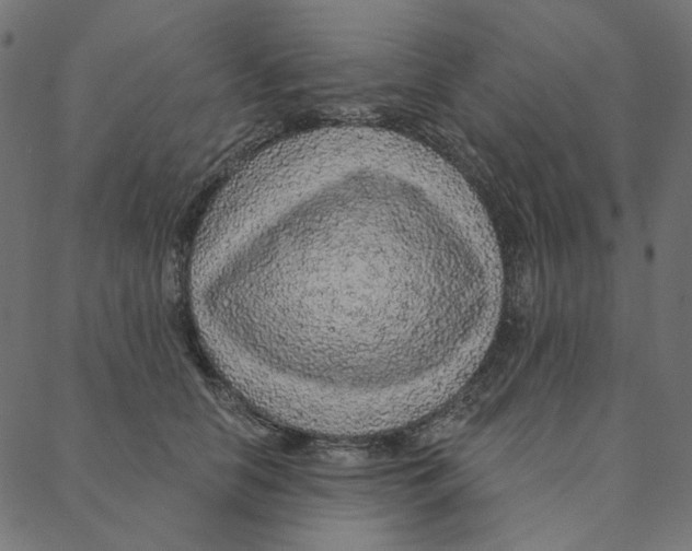 X0000087380658200705181243