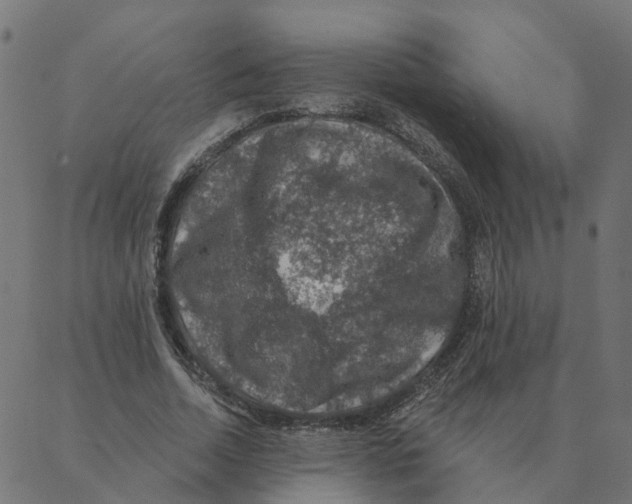 X0000087380730200705181241