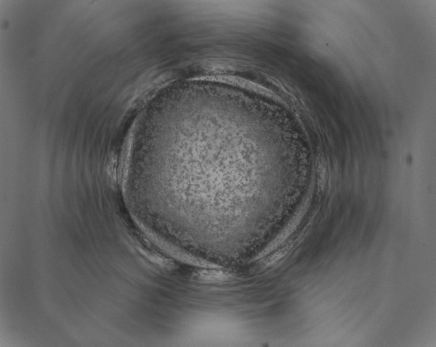 X0000087380766200705181242