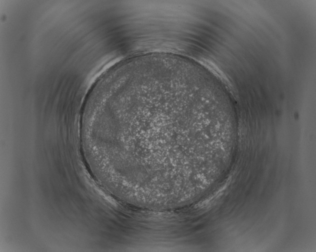 X0000087380790200705181241