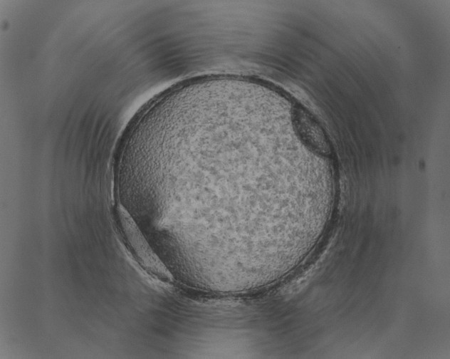 X0000087380838200705181240