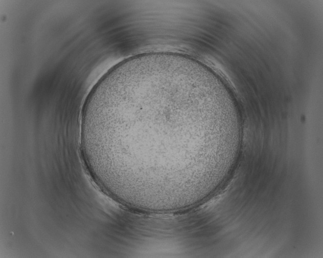 X0000087380844200705181240