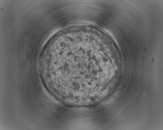 X0000087380851200705181240