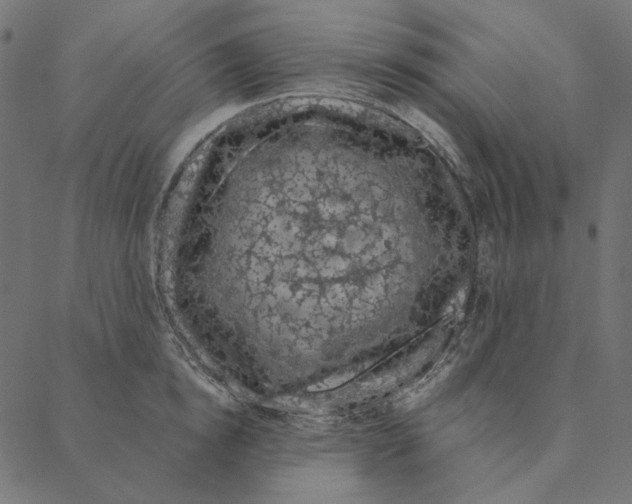 X0000087380854200705181240