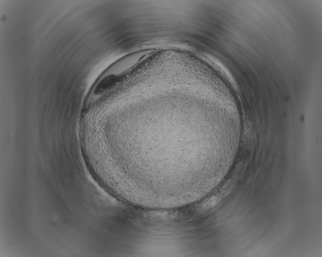 X0000087380855200705181240