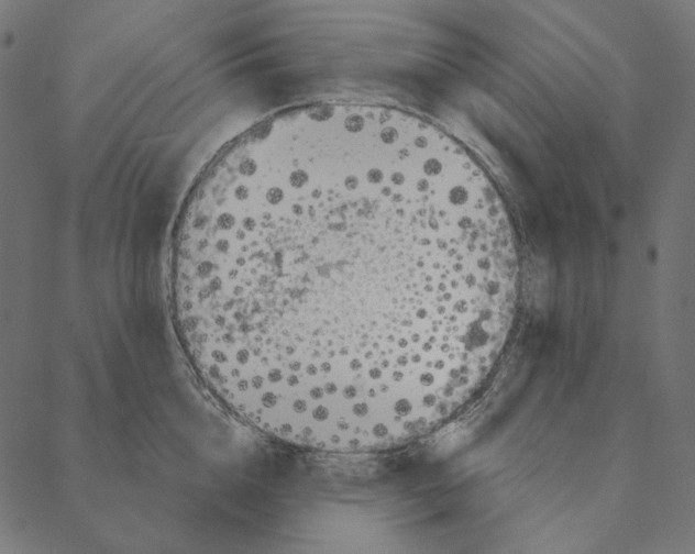 X0000087380856200705181240