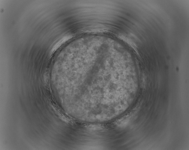 X0000087380874200705181240