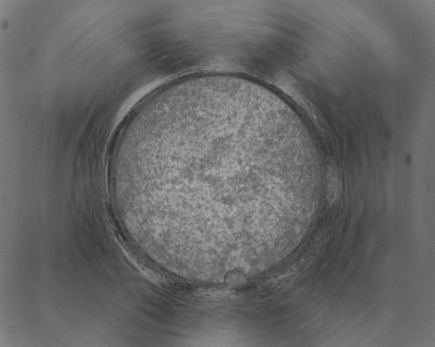 X0000087380886200705181239