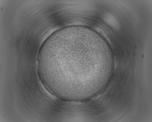 X0000087380890200705181239