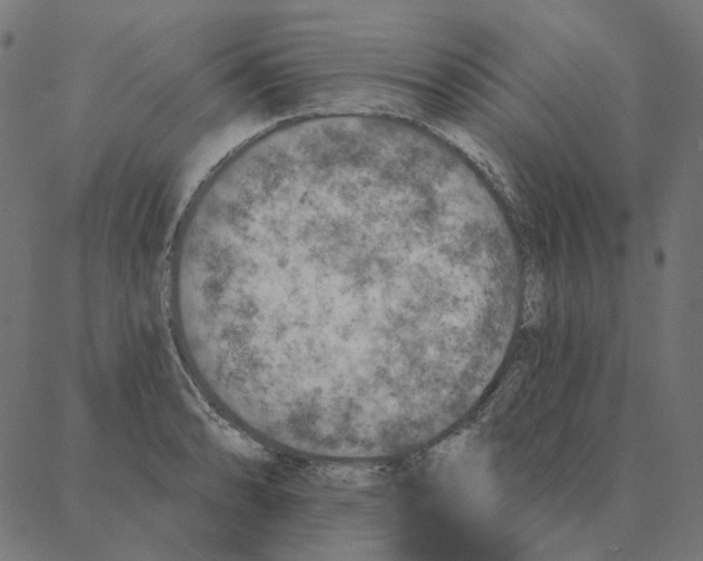 X0000087381086200705181236