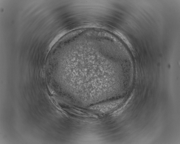 X0000087381097200705181236