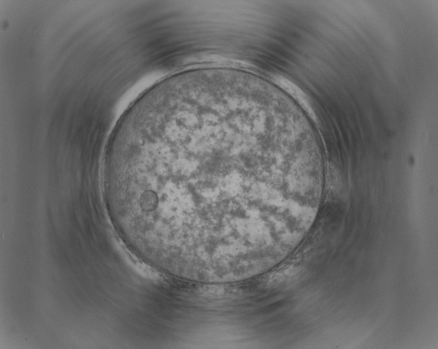 X0000087381098200705181236