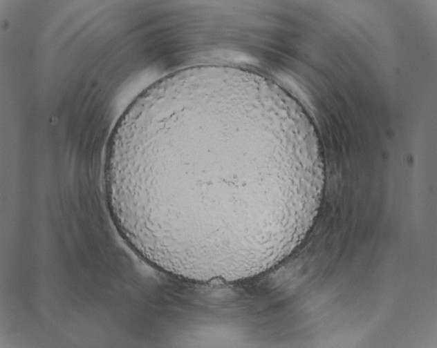 X0000087381103200705181236