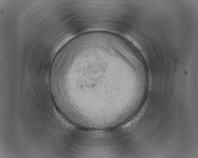 X0000087381137200705181236