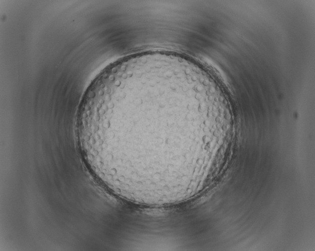 X0000087381182200705181235