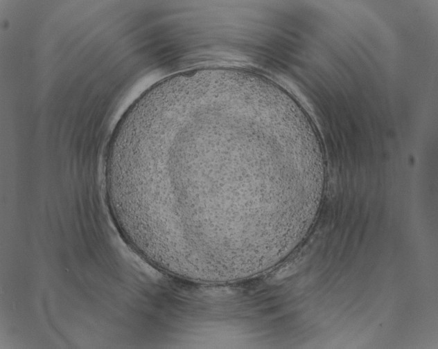 X0000087381243200705181234