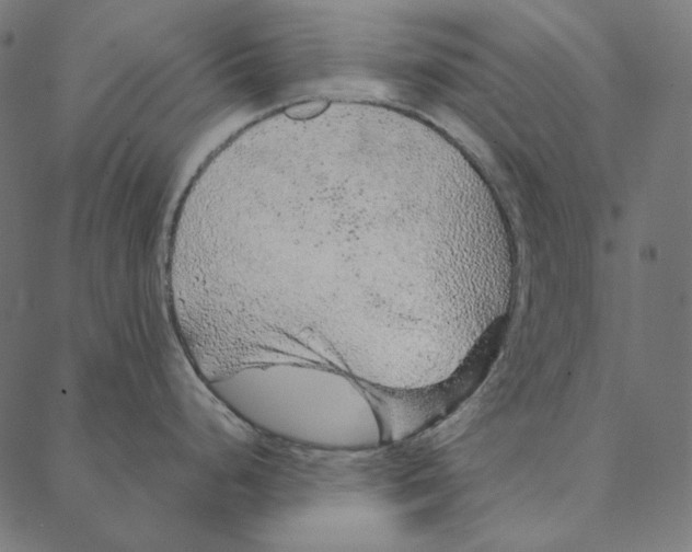 X0000087381248200705181234