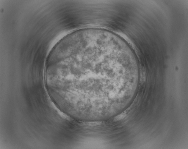 X0000087381294200705181233