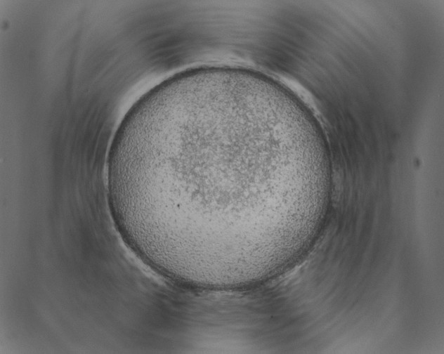 X0000087381335200705181232