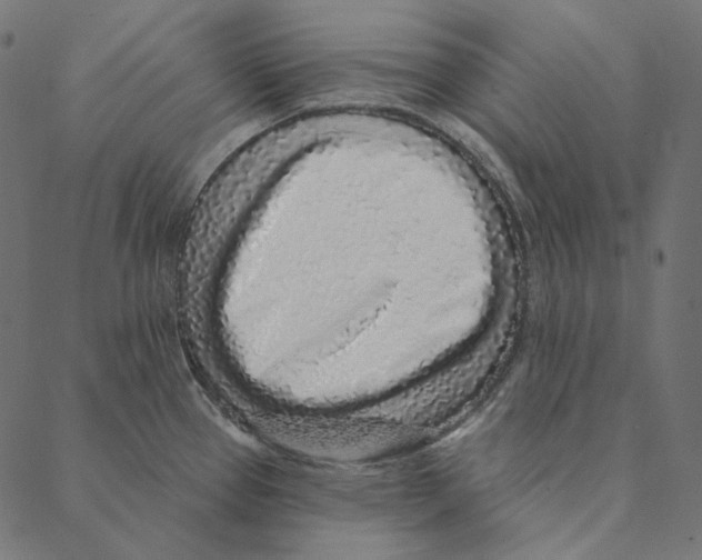 X0000087381337200705181233