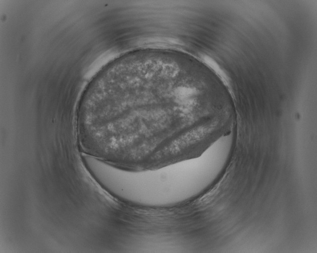 X0000087381384200705181231