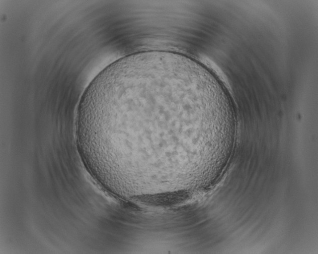 X0000087381386200705181231