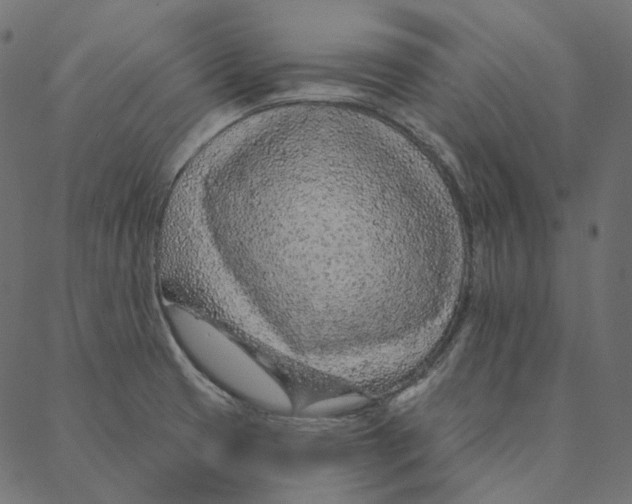 X0000087381425200705181231