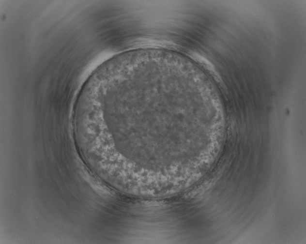 X0000087381427200705181231