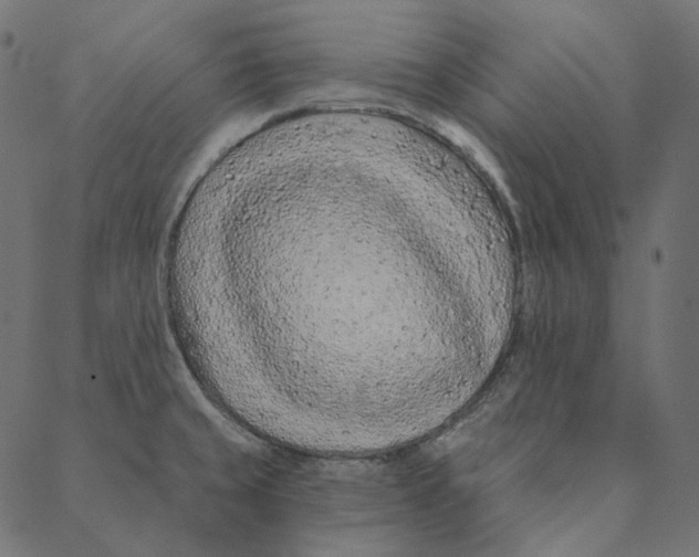 X0000087381429200705181231