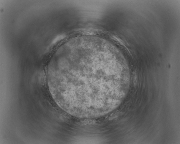 X0000087381446200705181230