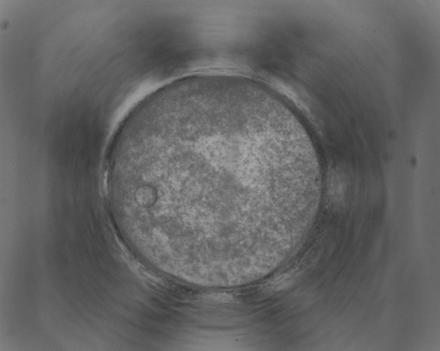 X0000087381462200705181230