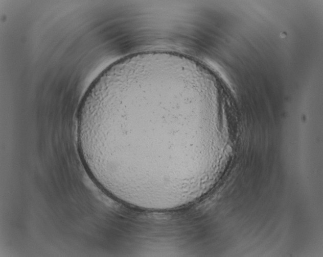 X0000087381476200705181230