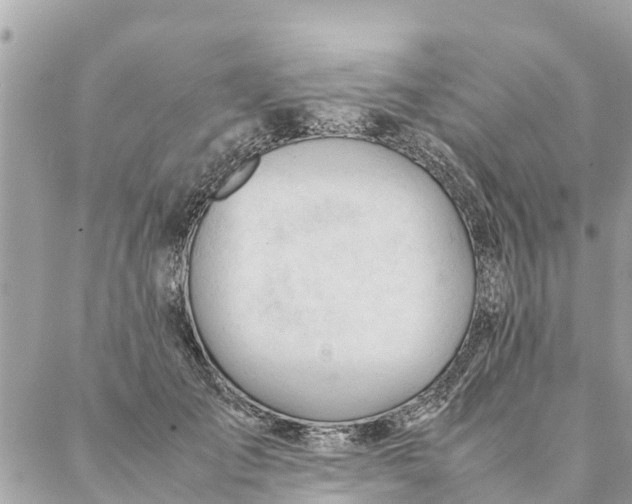 X0000087390701200705042010