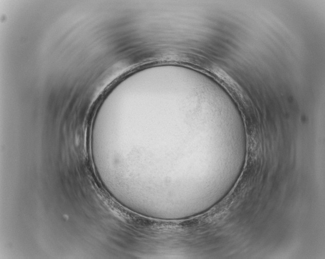 X0000087390886200705042007