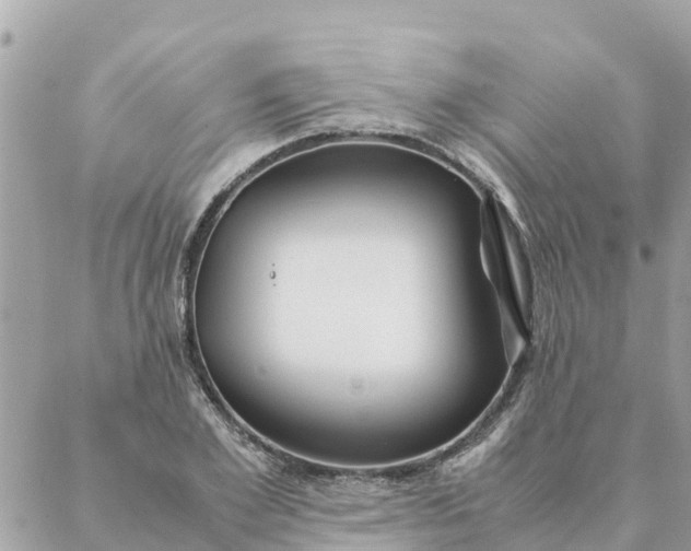 X0000087390981200705042006