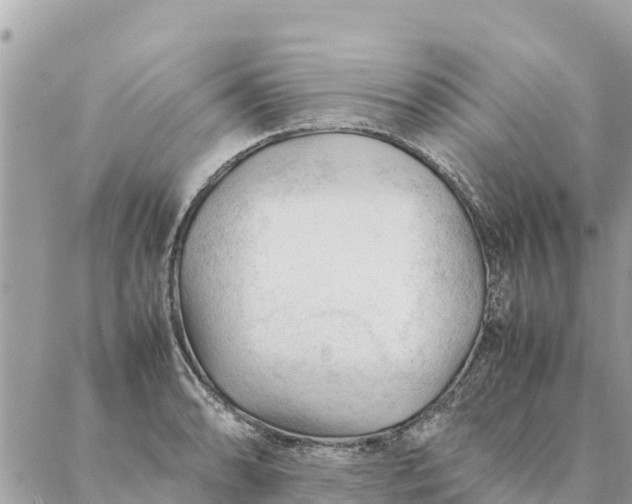 X0000087391086200705042004