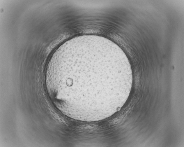 X0000087390721200705111800