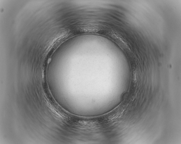 X0000087390733200705111800