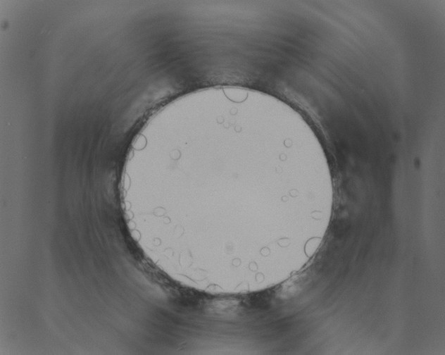 X0000087390162200705181316