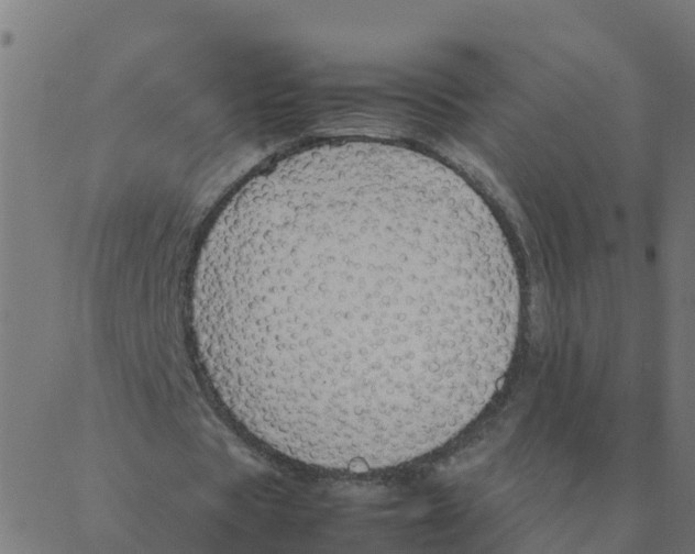 X0000087390529200705181309