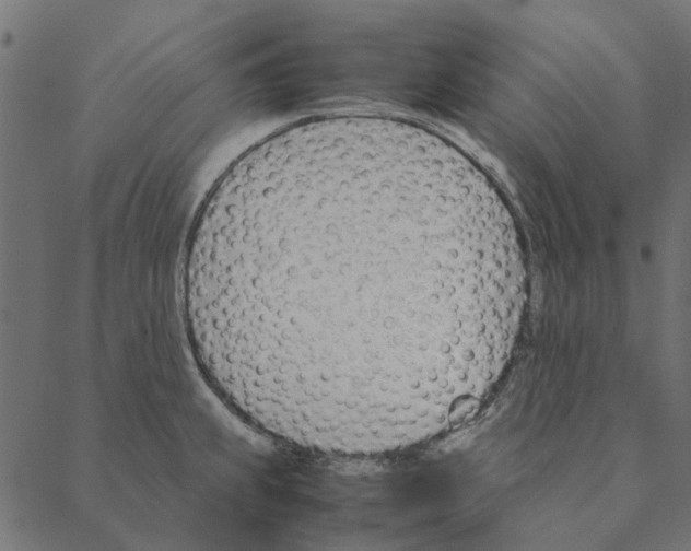 X0000087391239200705181259