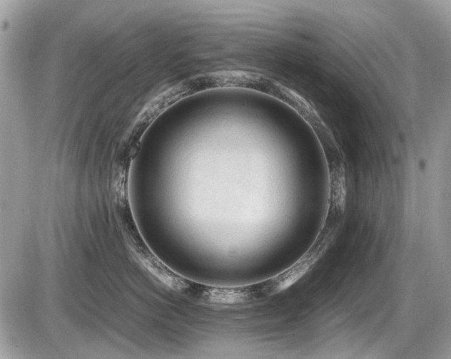 X0000087400766200704201307