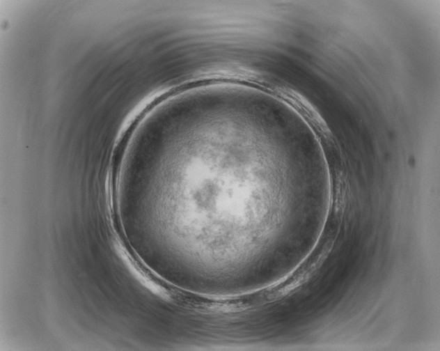 X0000087400796200704201306
