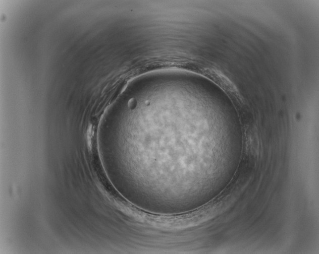 X0000087400026200704271658