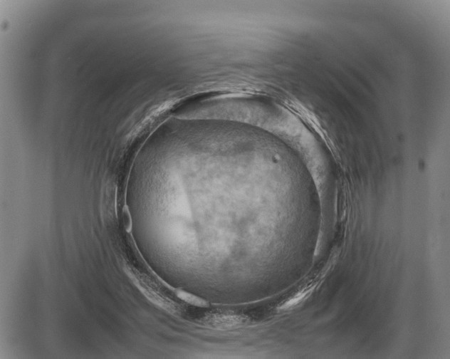 X0000087400205200704271655