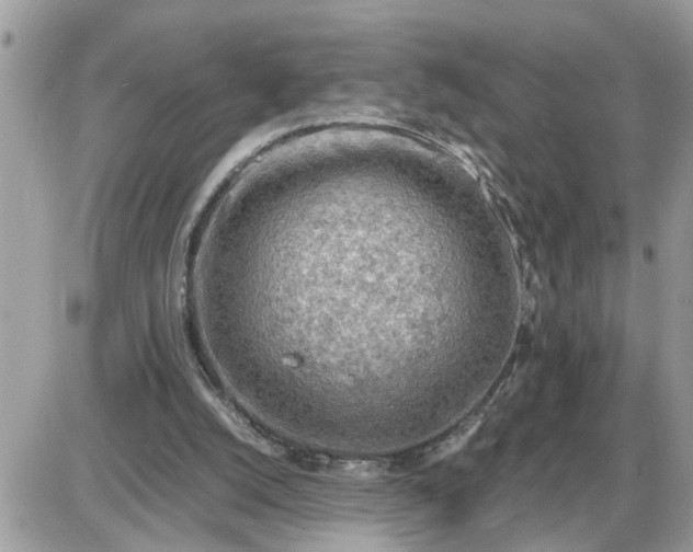 X0000087400056200705042046