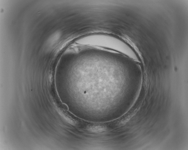 X0000087400063200705042046