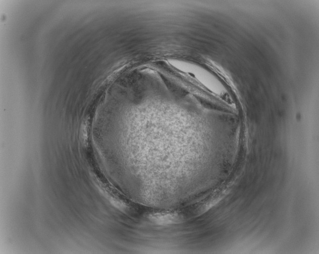 X0000087400065200705042046