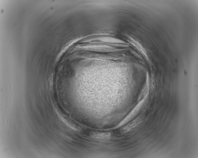 X0000087400155200705042044